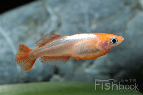 蛇魚好養嗎|【蛇魚怎麼養】打造水族新寵！蛇魚養殖指南：照養要領大公開